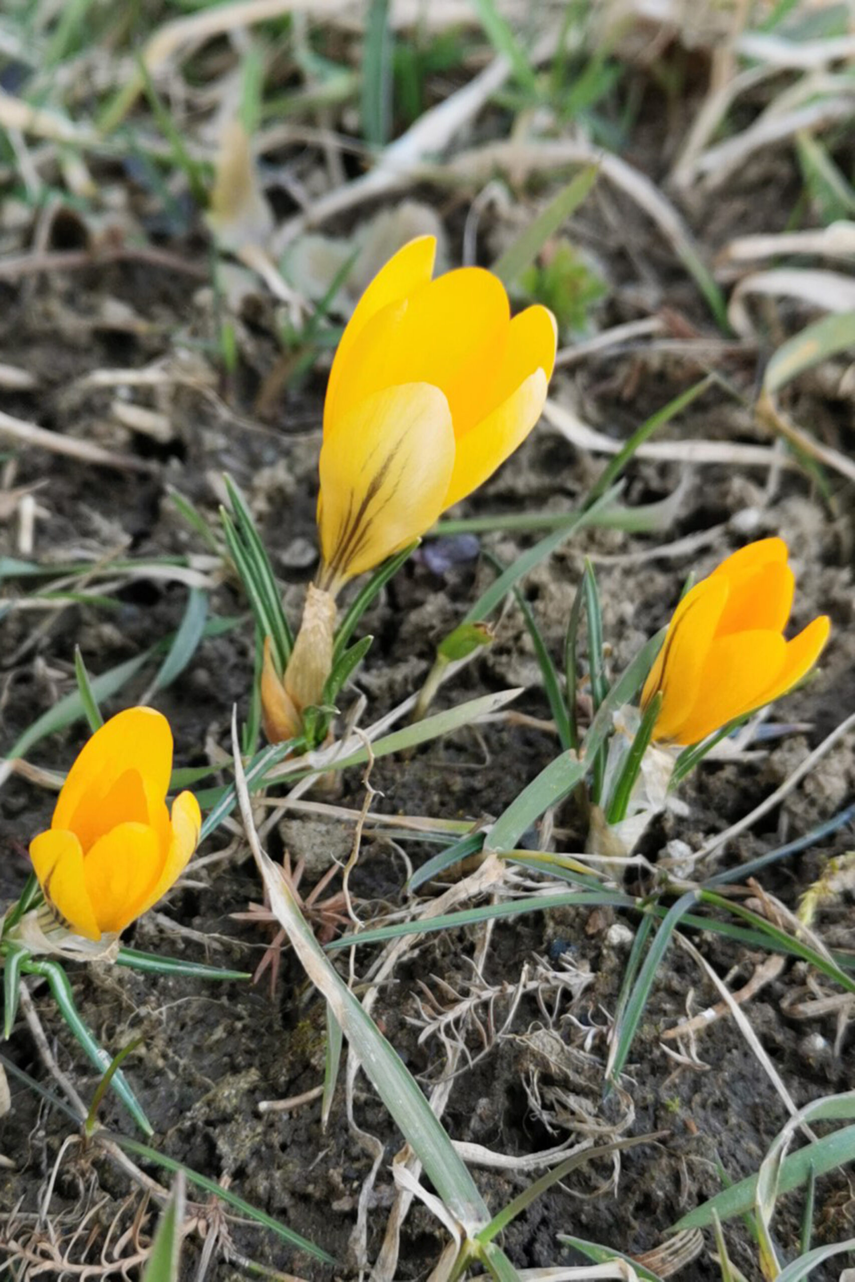 Aleksandra Jezuit, kl. 7c, Tytuł: „1, 2, 3”