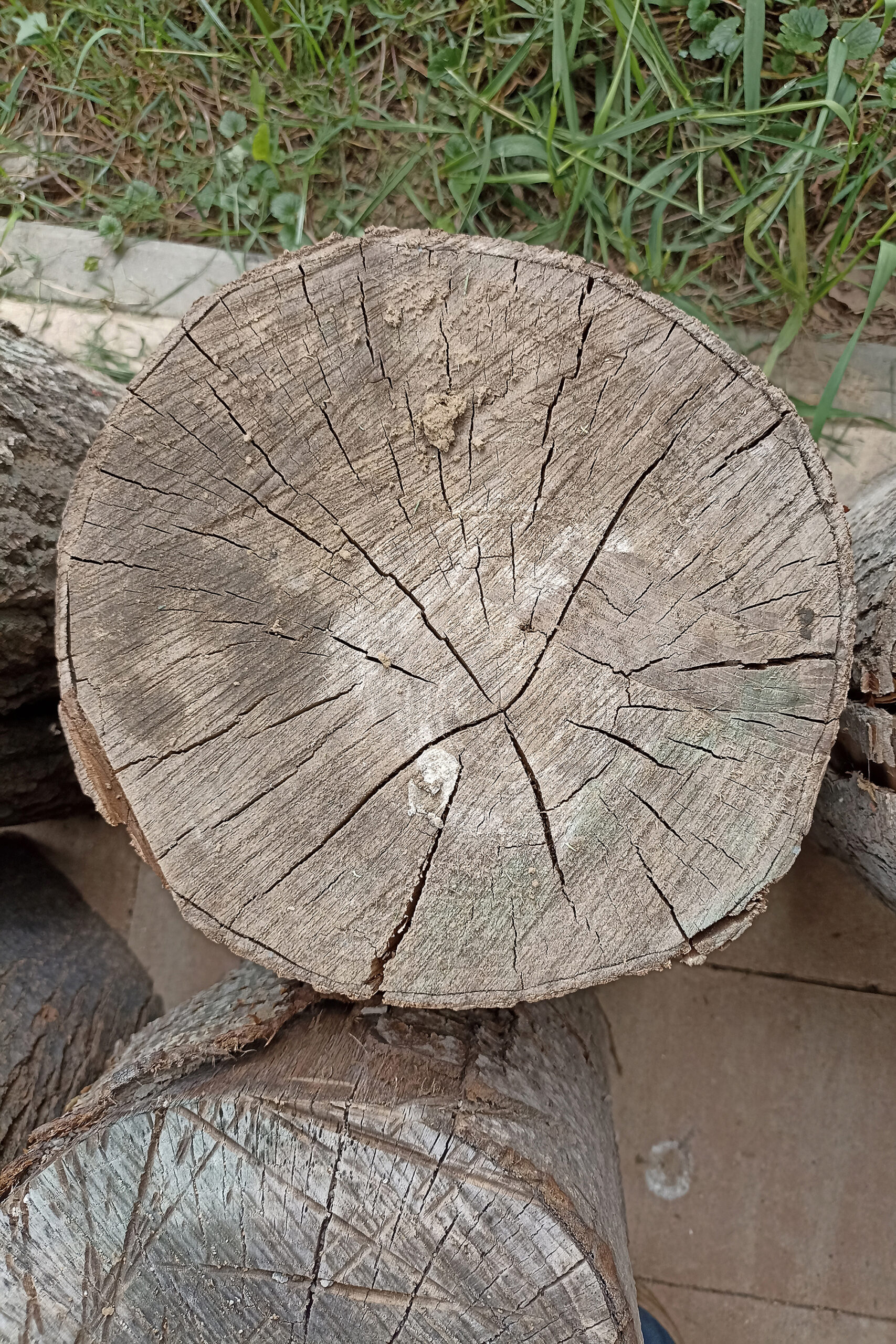 Aleksandra Jezuit, kl. 7c, Tytuł: „Długowieczność okręgów”