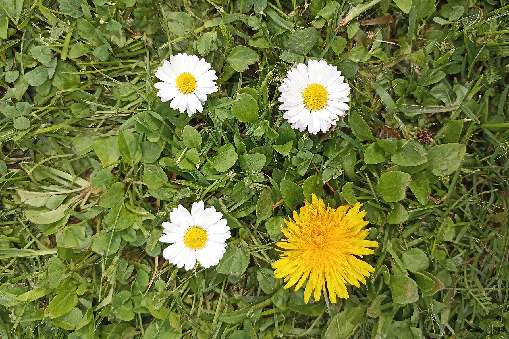 Aleksandra Jezuit, kl. 7c, Tytuł: „Długowieczność okręgów”