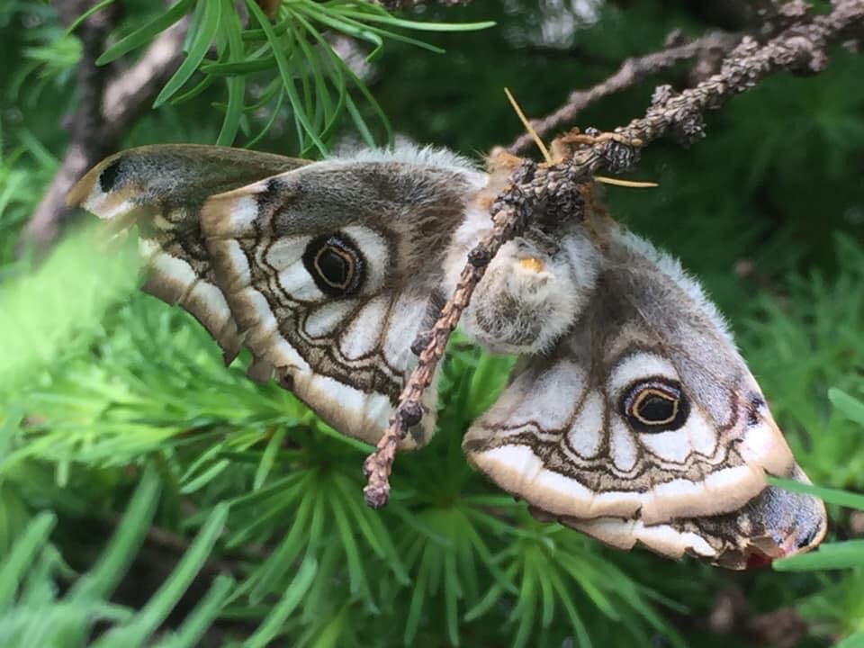 I miejsce - „Naturalnie,że symetrycznie...”, Krzysztof Zieliński, Szkoła Podstawowa nr 3 w Dębicy, opiekun: Roman Przewoźnik