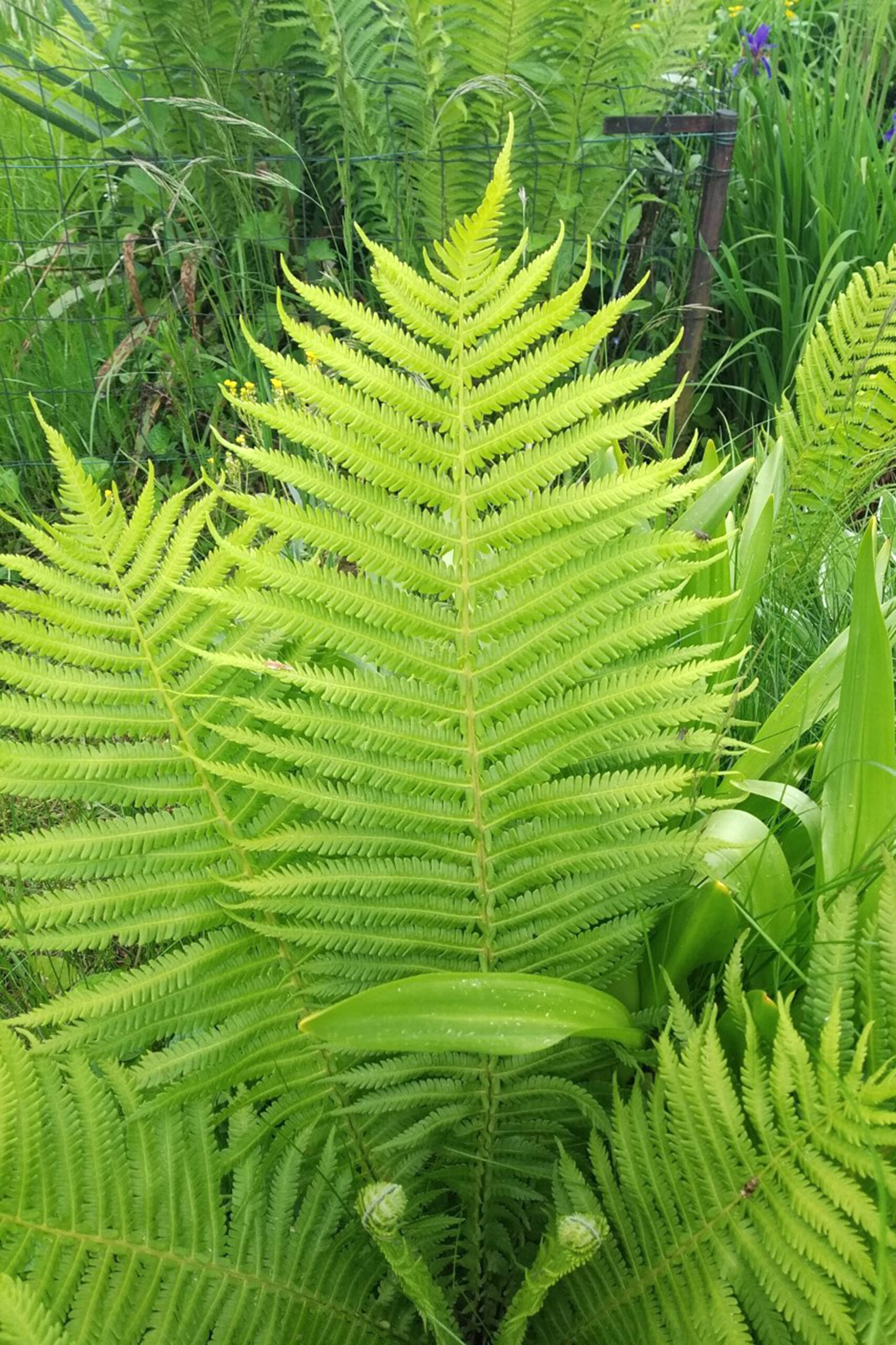 Aleksandra Jezuit, kl. 7c, Tytuł: „Spiralny fenomen” Tytuł: „Równowaga”