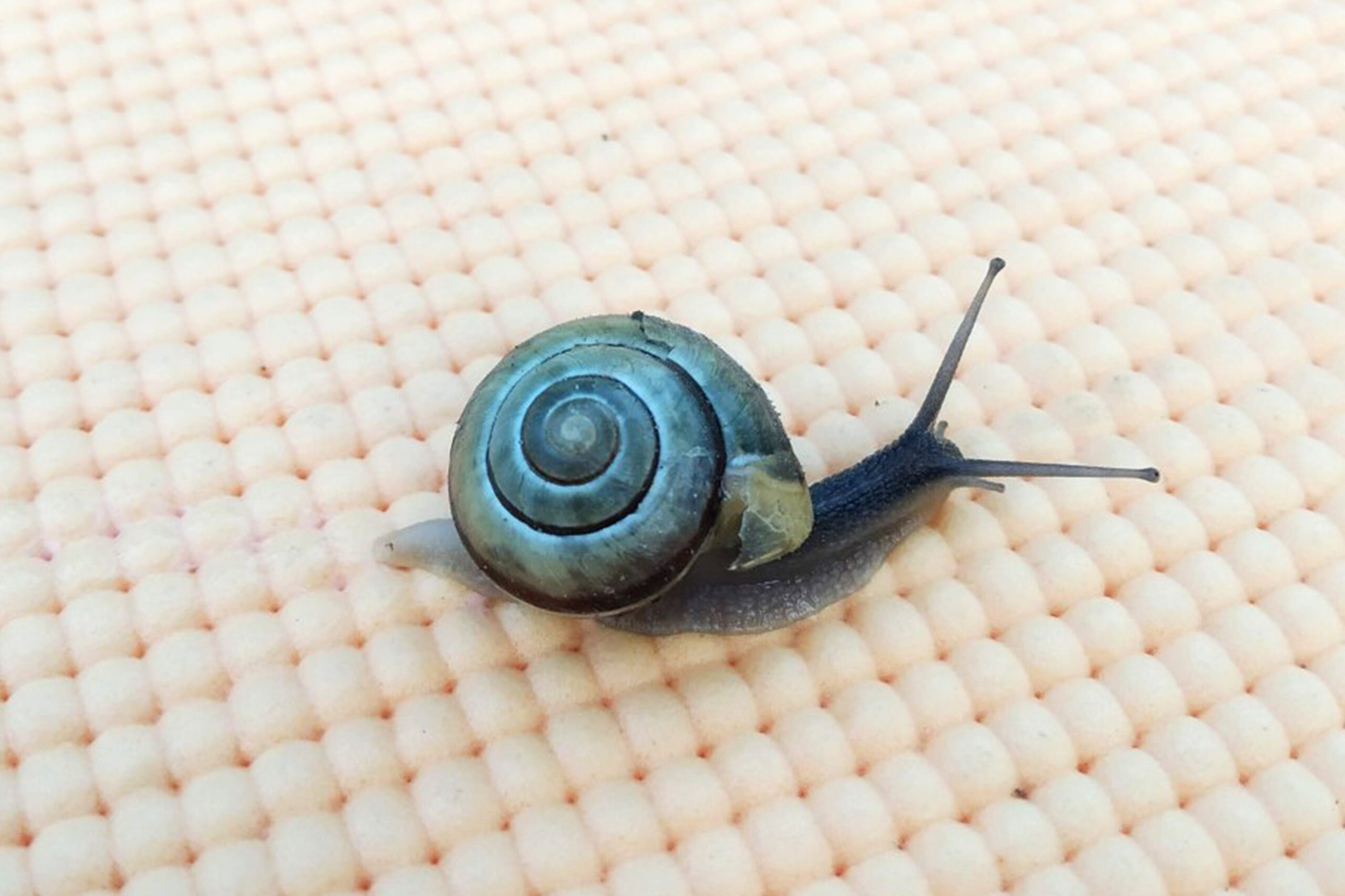 Aleksandra Jezuit, kl. 7c,Tytuł: „Spiralny fenomen”