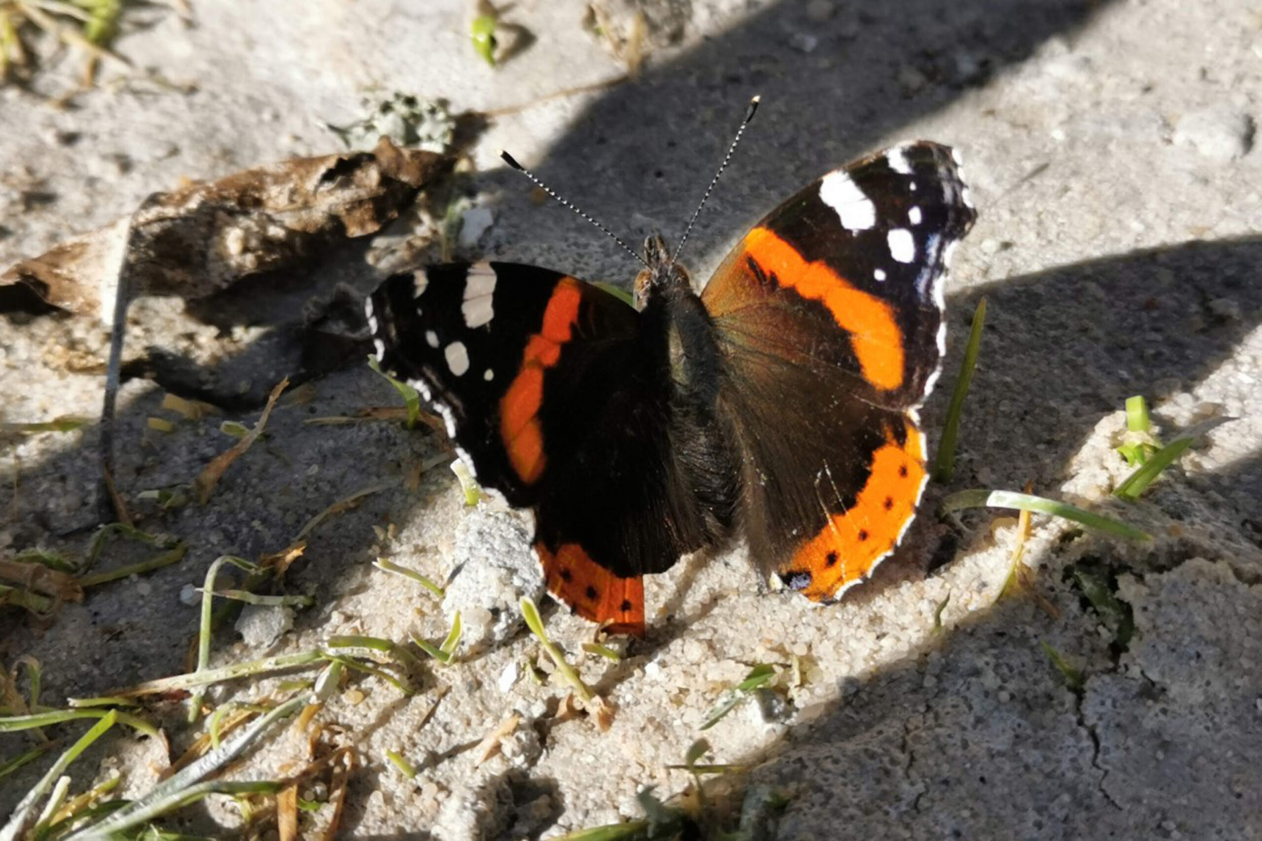 Aleksandra Jezuit, kl. 7c, Tytuł: „Trzy czwarte” Tytuł: „Symetria”