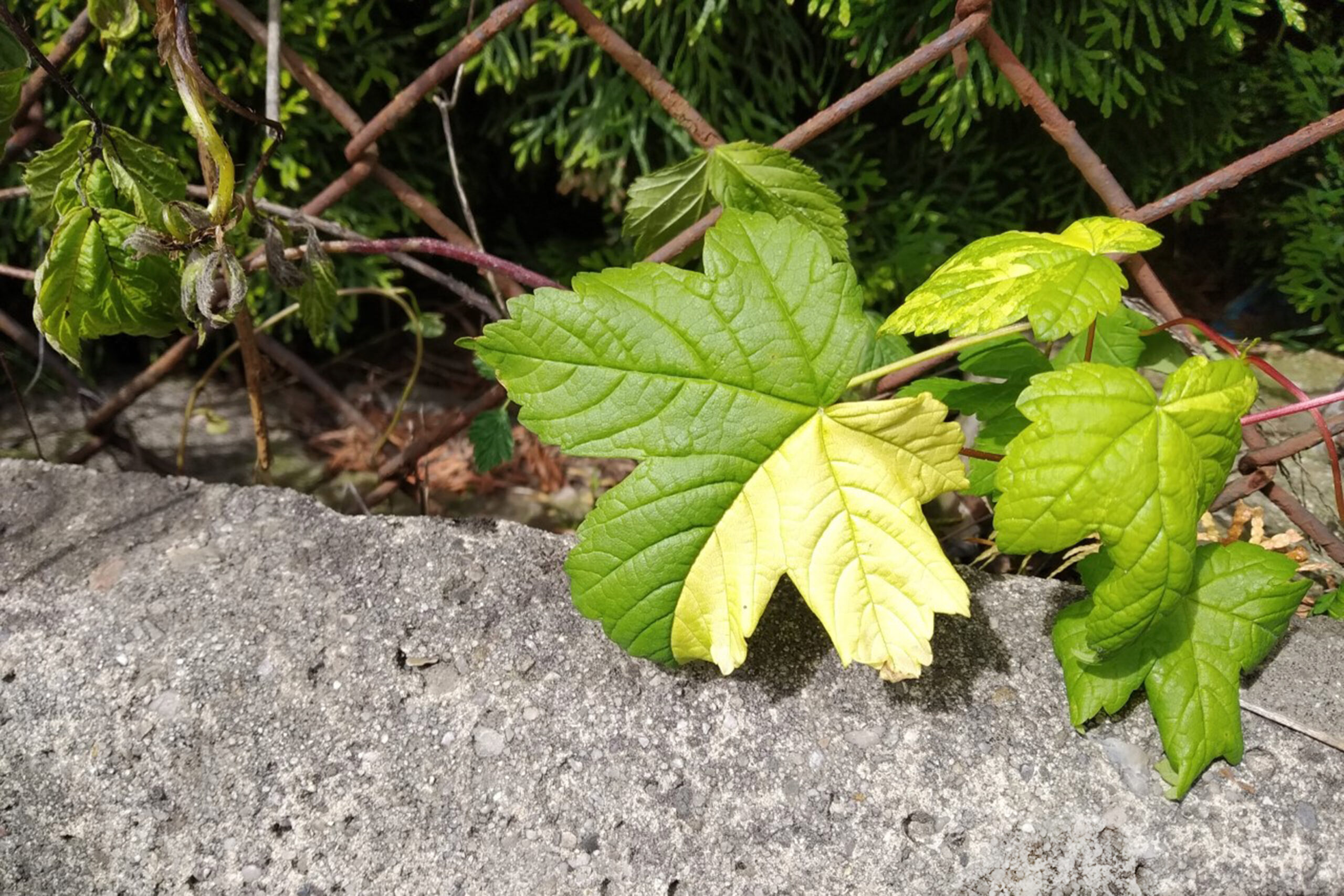 Aleksandra Jezuit, kl. 7c, Tytuł: „Ułamek”