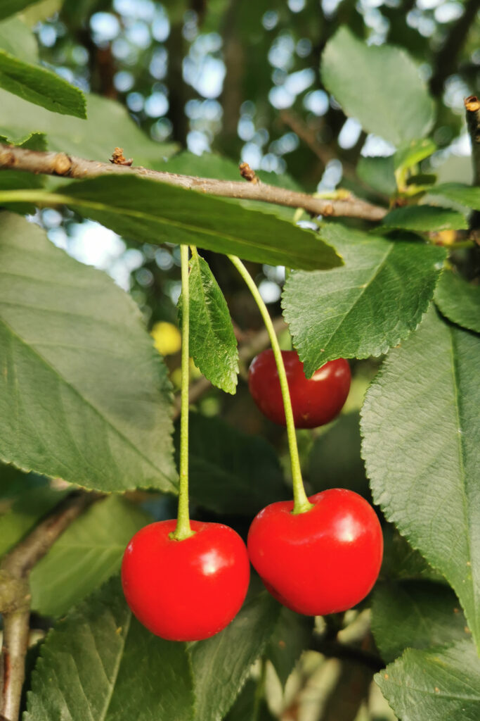 Aleksandra Jezuit, SP nr 3 w Dębicy, kl. 8c - "Czerwona symetria"