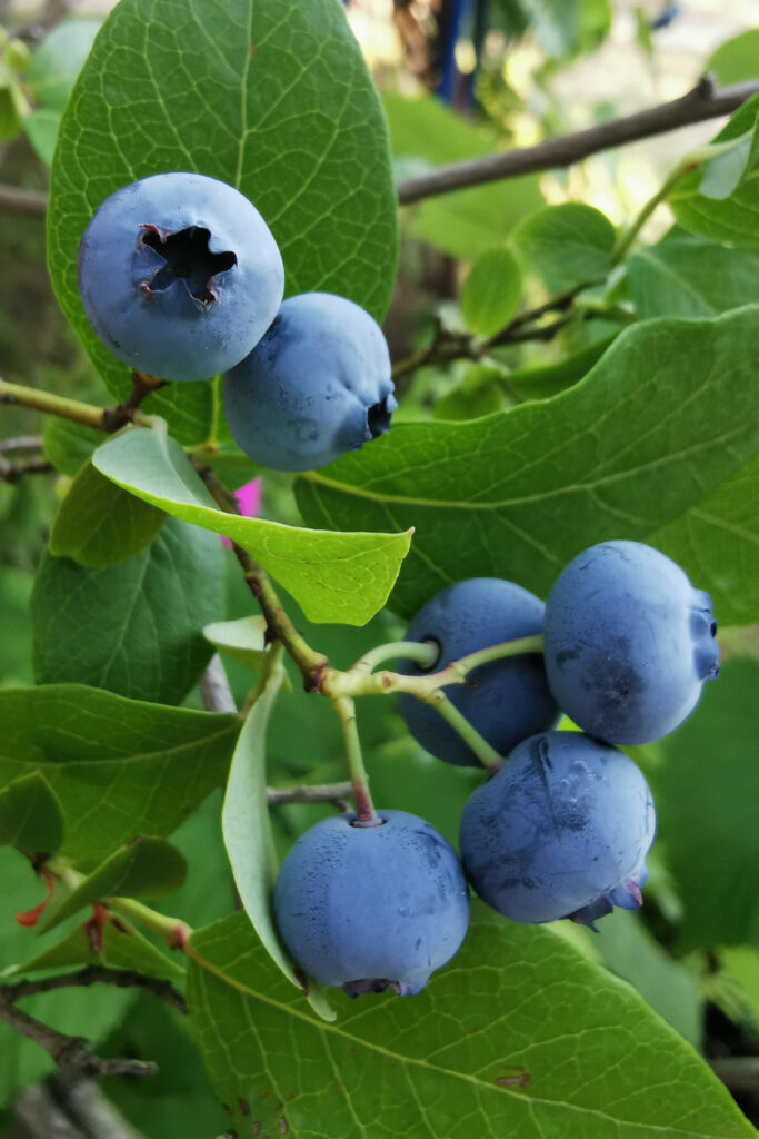 Aleksandra Jezuit, SP nr 3 w Dębicy, kl. 8c - "Kule witaminowe"