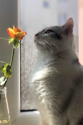 JULIA KWIATKOWSKA 8C - KONKURS FOTO - DETALE CODZIENNOŚCI